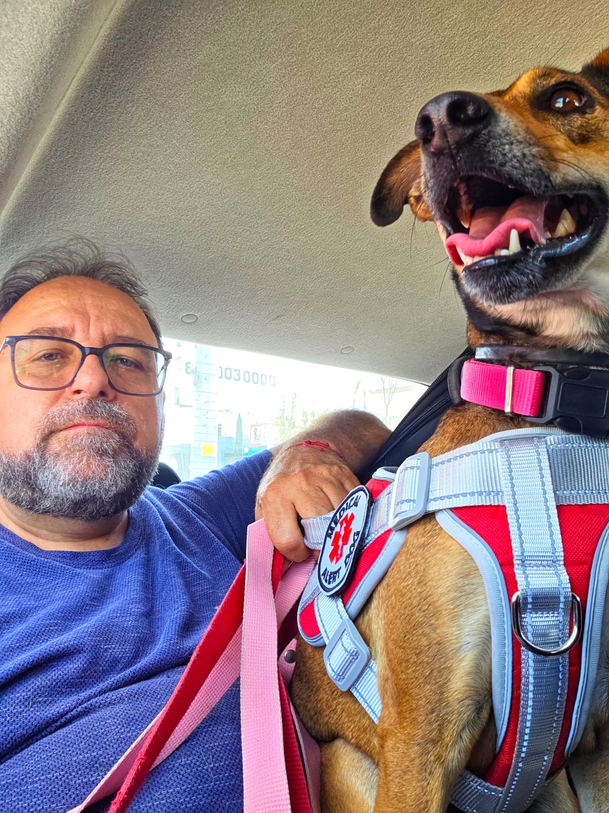 Certificación de Perro de Soporte Emocional o perro de asistencia.